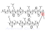 β-Amyloid (1-28) 