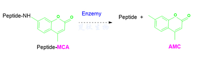 PFR-AMC ； Pro-Phe-Arg-MCA