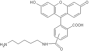 5(6)-羧基荧光素尸胺