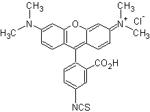 四甲基罗丹明-5-异硫氰酸（单一化合物）