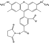 5-羧基罗丹明6G琥珀酰亚胺酯